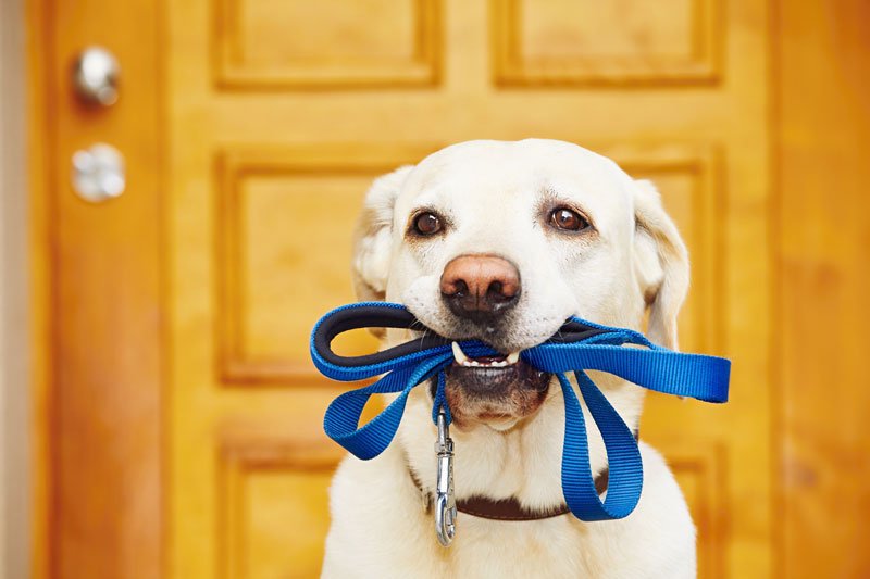 Check Out These Road Trip Tips to Drive Safely with Your Pets